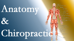 Pensacola Spinal Rehab Center proudly delivers chiropractic care based on knowledge of anatomy to diagnose and treat spine related pain.