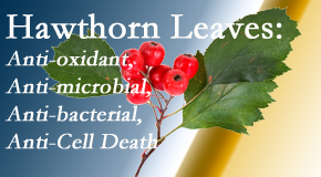 Pensacola Spinal Rehab Center presents new research regarding the flavonoids of the hawthorn tree leaves’ extract that are antioxidant, antibacterial, antimicrobial and anti-cell death. 