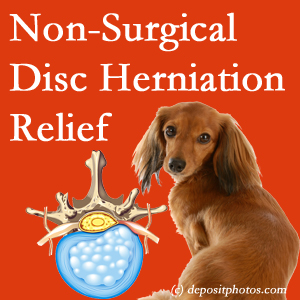 Often, the Pensacola disc herniation treatment at Pensacola Spinal Rehab Center successfully relieves back pain for those with disc herniation. (Veterinarians treat dachshunds’ discs conservatively, too!) 